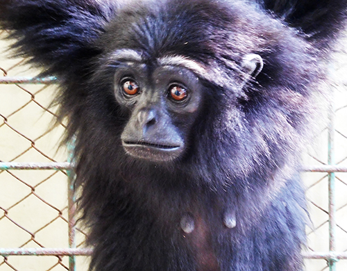 After seven years in illegal captivity, a Siamang gibbon was rescued in Deli Serdang, Sumatra (March 16, 2018)